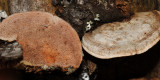 Fomitopsis cajanderi