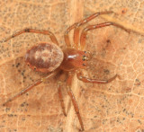 Sixspotted Orbweaver - Araniella displicata