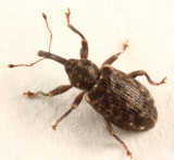 Dorytomus vagenotatus