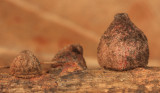 Disholcaspis bassetti