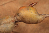 Poplar Twiggall Fly - Hexomyza schineri