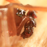Mermessus maculatus