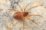 Tenuiphantes sabulosus (female)