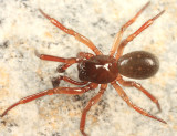 Robertus riparius (male)