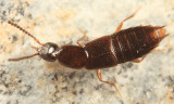 Gabrius ovaliceps