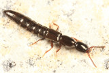 Xantholinus linearis