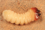 Ribbed Pine Borer - Rhagium inquisitor (larva)