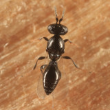 Platygaster sp.