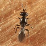 Platygaster sp.