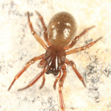 Robertus riparius