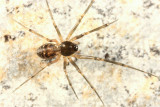 Lepthyphantes turbatrix