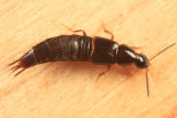 Heterothops marmotae