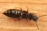 Anotylus rugosus