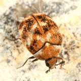 Varied Carpet Beetle - Anthrenus verbasci