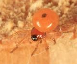 Thymoites unimaculatus