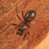 Diplostyla concolor (male)