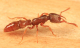 Stigmatomma pallipes