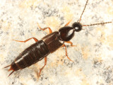 Philonthus lomatus