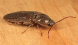 Melanotus sp.