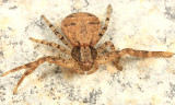 Xysticus sp.