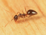 False Honey Ant - Prenolepis imparis