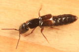 Neohypnus obscurus