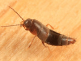 Myllaena sp.