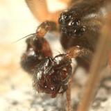 Lepthyphantes turbatrix