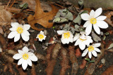 Bloodroot - Sanguinaria canadensis