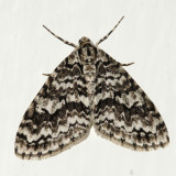 7639 - The Scribbler - Cladara atroliturata