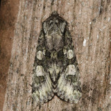 10019 - Figure-Eight Sallow - Psaphida resumens