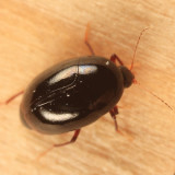 Baeocera sp.