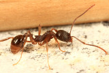Aphaenogaster rudis
