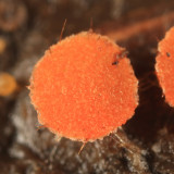 Lasiobolus ciliatus