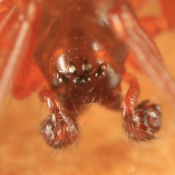 Porrhomma convexum