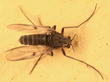 Procladius sp. (female)