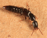 Gyrohypnus fracticornis