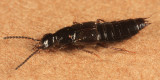 Philonthus furvus species group