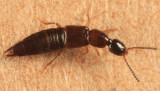 Gabrius sp.