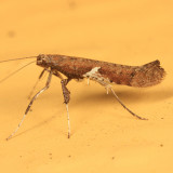 0639 - Caloptilia stigmatella