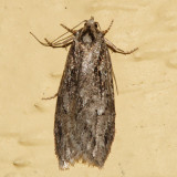 0916 - Semioscopis aurorella