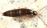 Philonthus sp.