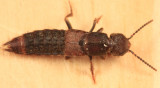 Platydracus zonatus