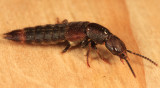 Platydracus zonatus