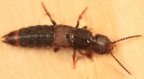 Platydracus zonatus