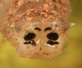 Crane Fly (larva)