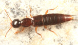 Erichsonius patella