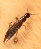 Erichsonius patella