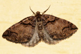 7329 - Variable Carpet - Anticlea vasiliata