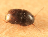 Acrotrichis sp.